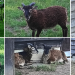 KennyPoppe-5_Soay_rammetjes.jpeg