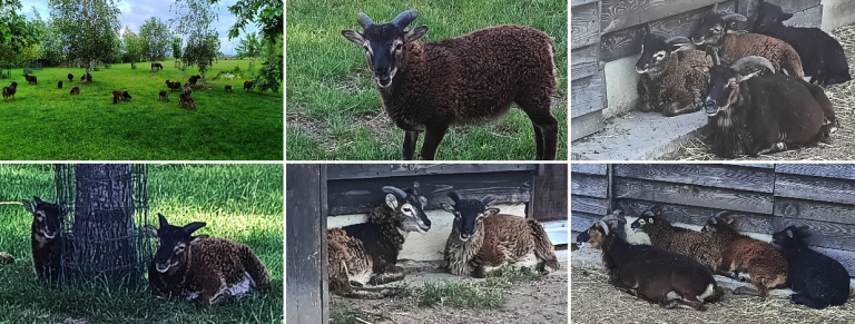 5 Soay ramlammeren