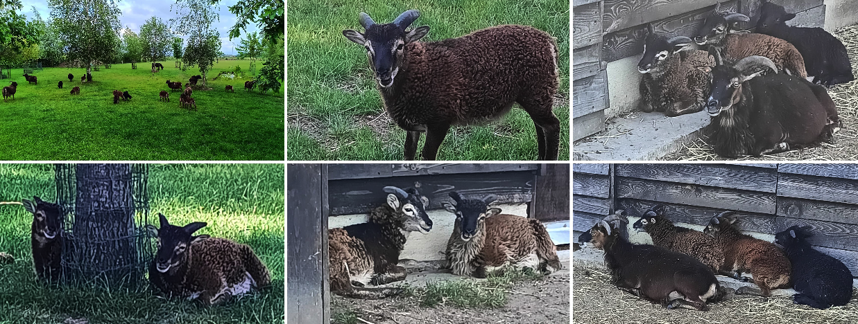 5 Soay ramlammeren